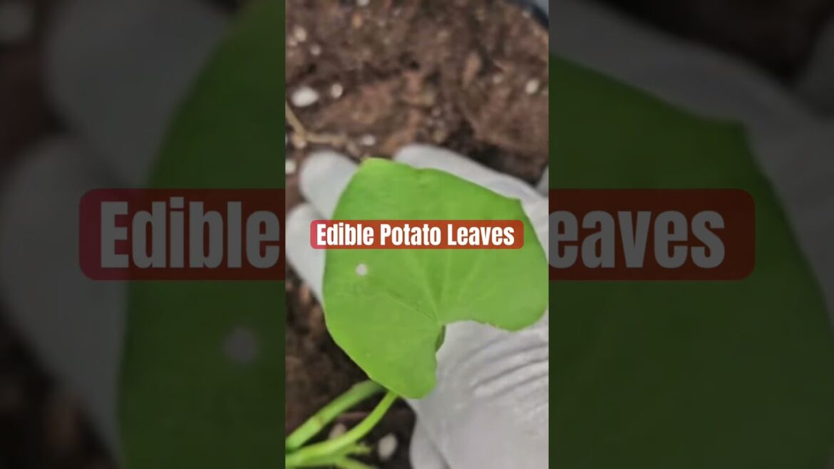 Edible Potato Leaves ￼#Shorts #ShortVideo #Gardening #Garden #Farming ￼