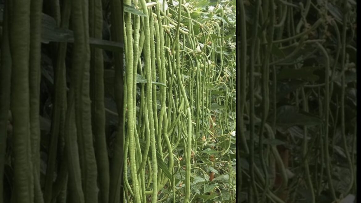 It brings joy to see these  #harvesting #gardening #vegetables #garden