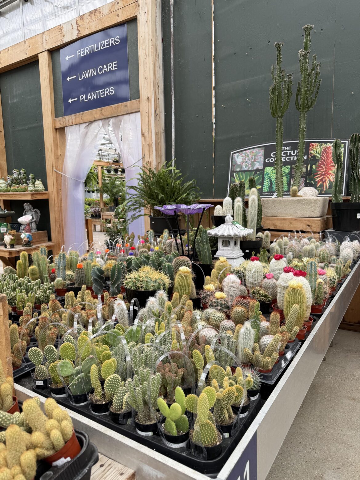 Like a kid in a candy store 🌵