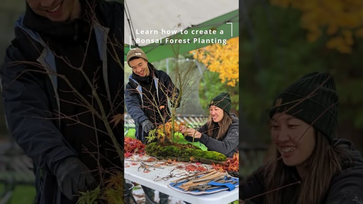 Come Join us for our Bonsai Class @ Saiuen Japanese Garden #bonsai #saiuen #thebonsaix Come Join us for our Bonsai Class @ Saiuen Japanese Garden #bonsai #saiuen #thebonsaix