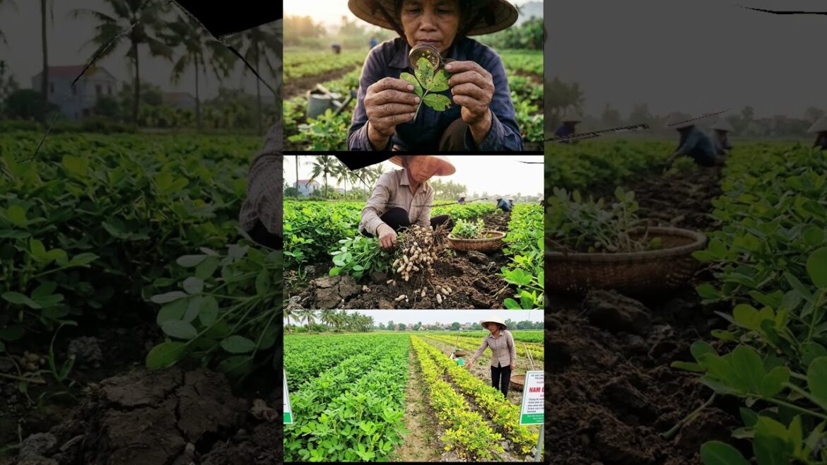 How We Grow Vietnamese Peanuts for Export Standards How We Grow Vietnamese Peanuts for Export Standards