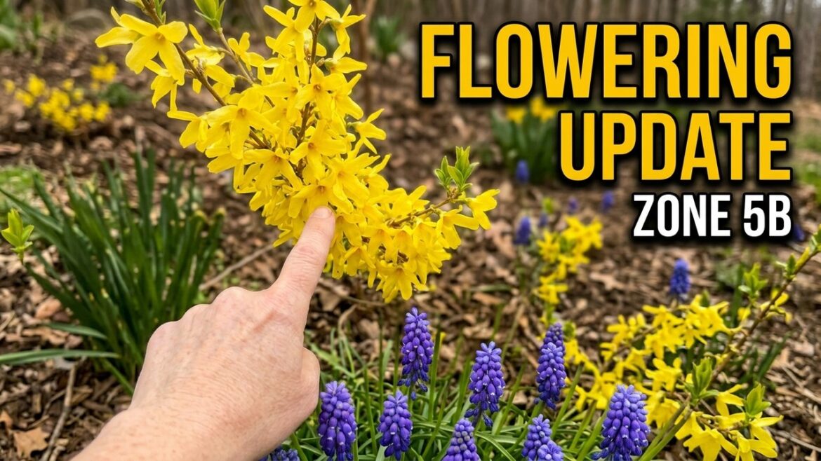 Front yard flowers gardens are coming to life with color | zone 5B Front yard flowers gardens are coming to life with color | zone 5B
