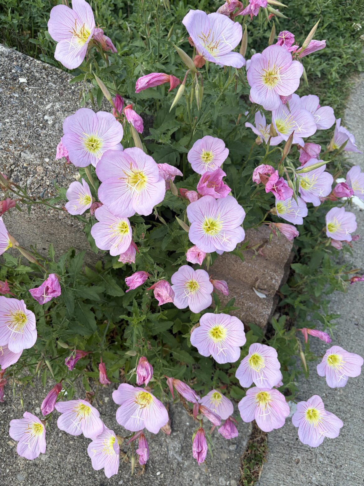Surprise blooms