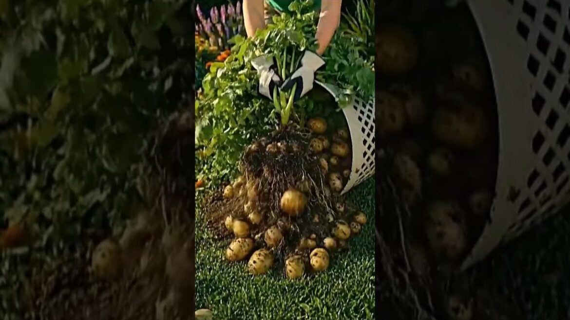 Grow Tons of Potatoes in a Laundry Basket! 🧺🥔 | Easy Vertical Gardening Hack Grow Tons of Potatoes in a Laundry Basket! 🧺🥔 | Easy Vertical Gardening Hack