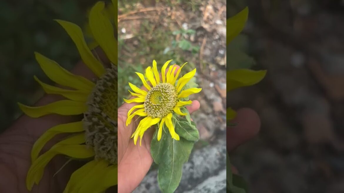 sunflower🌼🌻#trending #flowers #garden #plants #sunflower #gardening #shortsviral #viral #shorts #my sunflower🌼🌻#trending #flowers #garden #plants #sunflower #gardening #shortsviral #viral #shorts #my