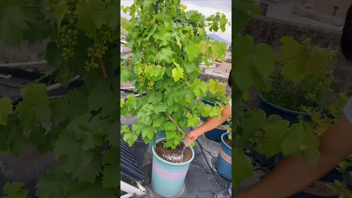 #VegetableGrowth #CropNutrition #VegetableFertilizer#complexFat #gardening #garden #growingvegetable