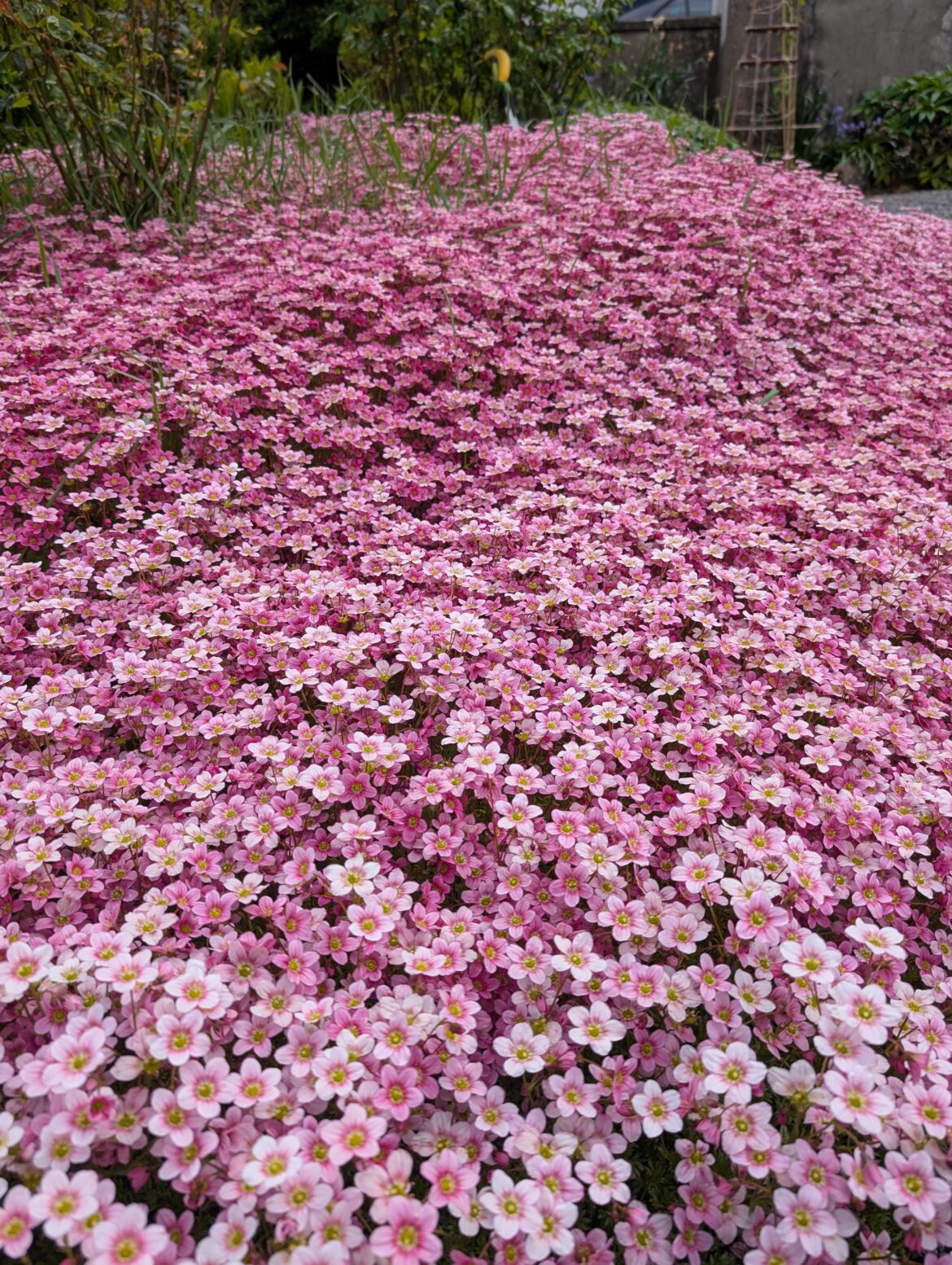 Sea of saxifrage