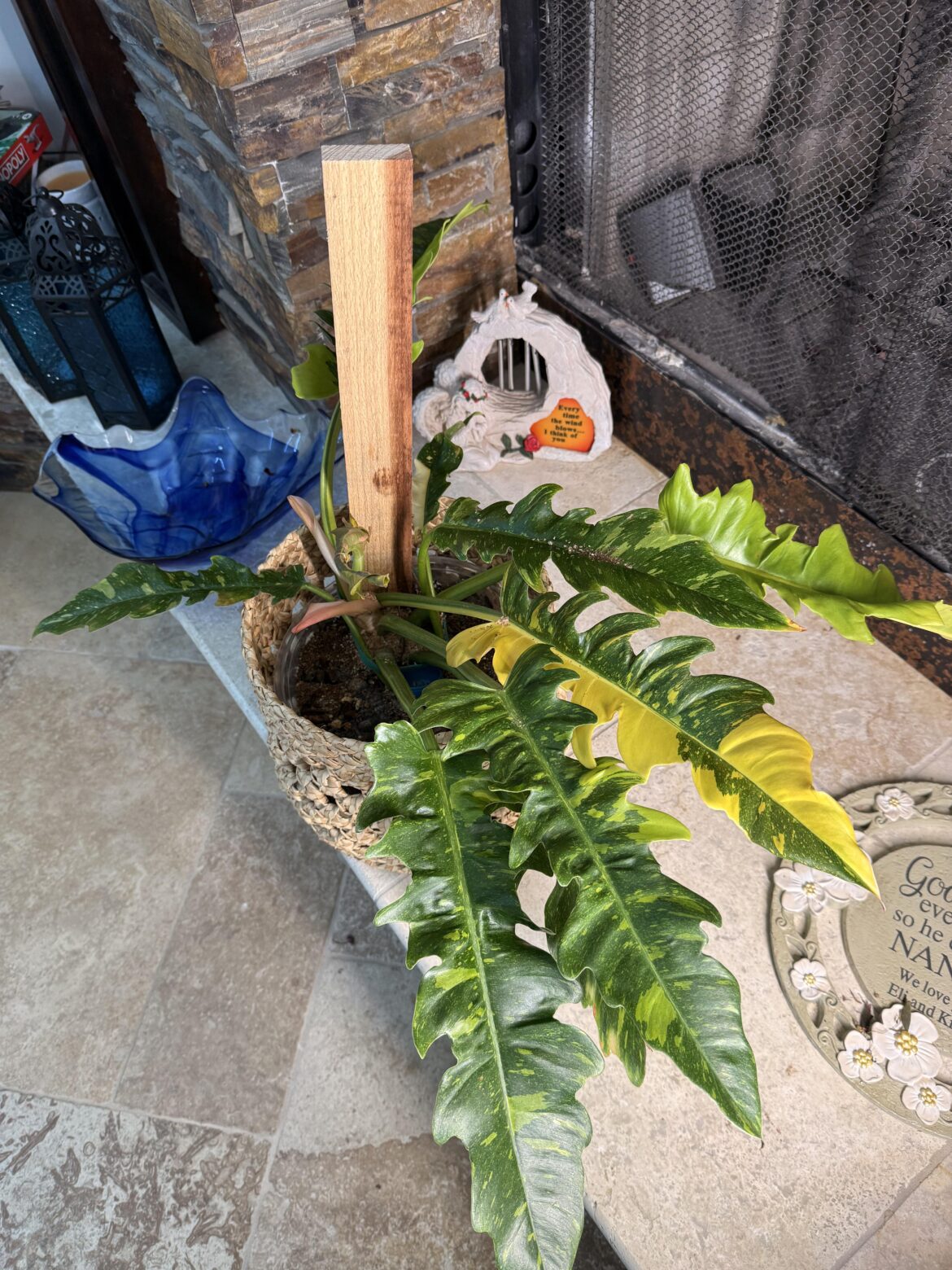 Ring of fire philodendron