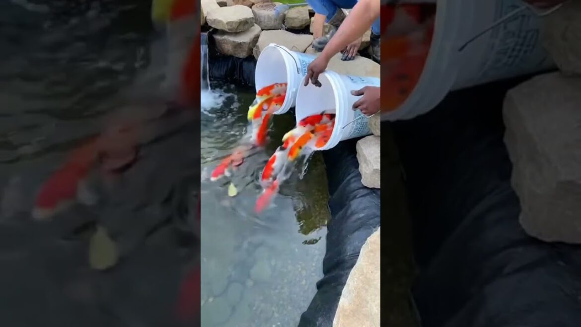 From Empty Yard to a Stunning Koi Garden #koipond #beforeafter #transformation From Empty Yard to a Stunning Koi Garden #koipond #beforeafter #transformation