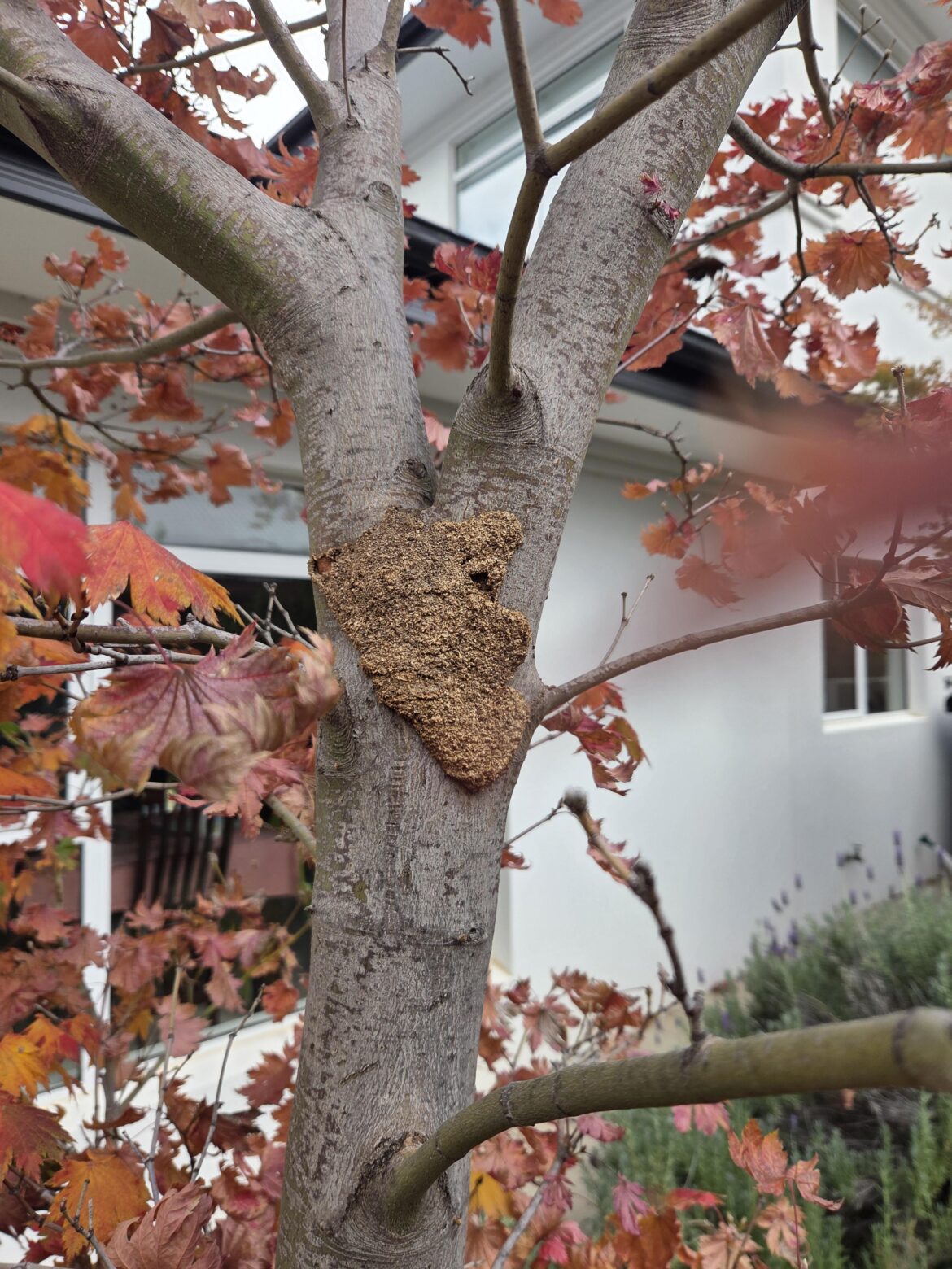 Borer on maple? Borer on maple?