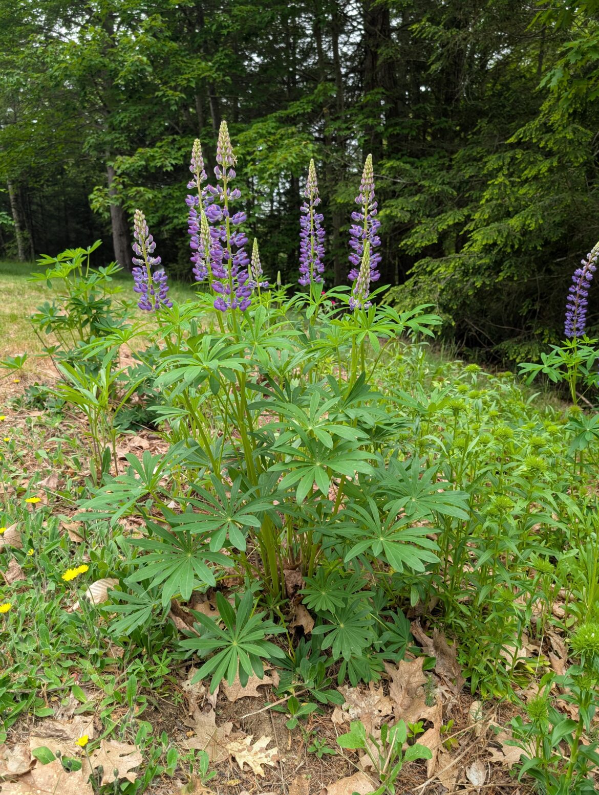 I think my lupine isn't perennis 😫