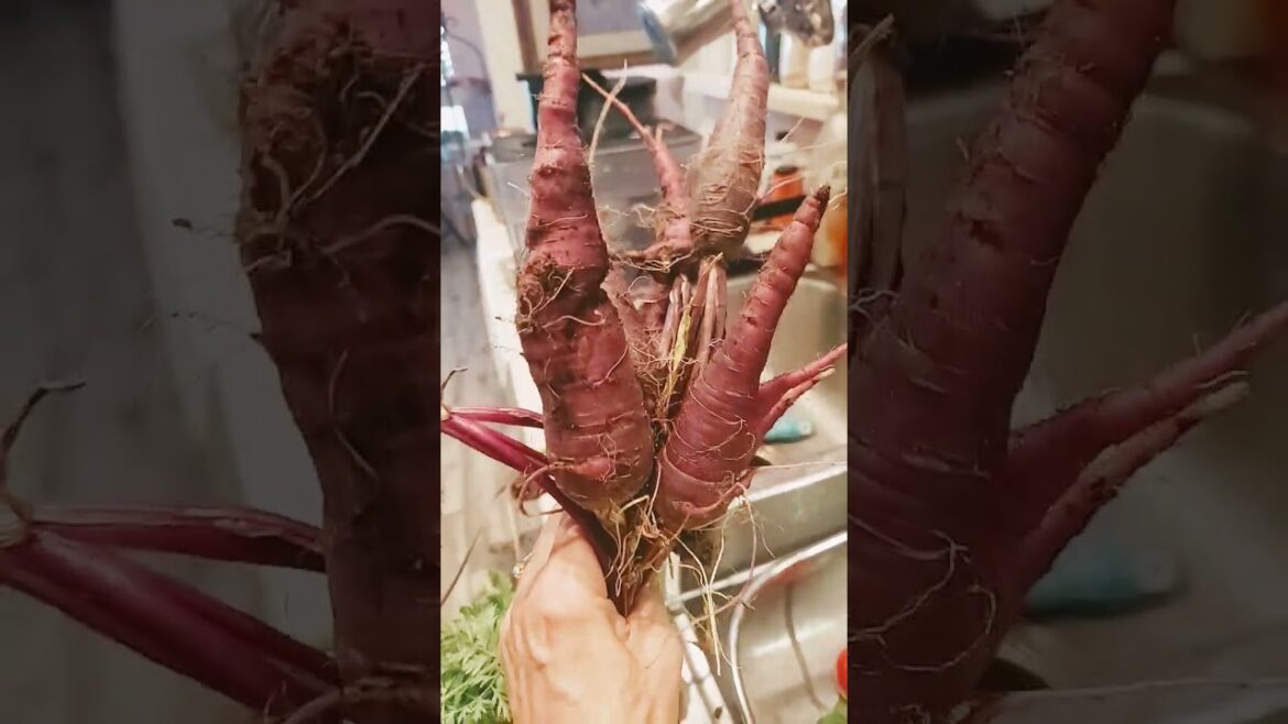 Kyoto Red Carrot Container Garden