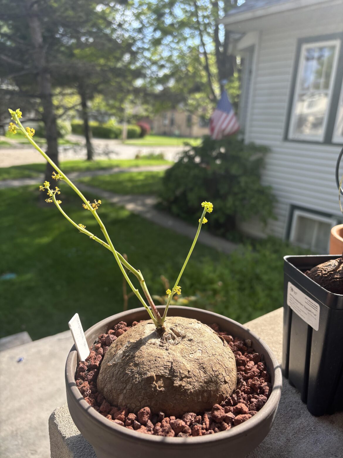 When should this leaf out?