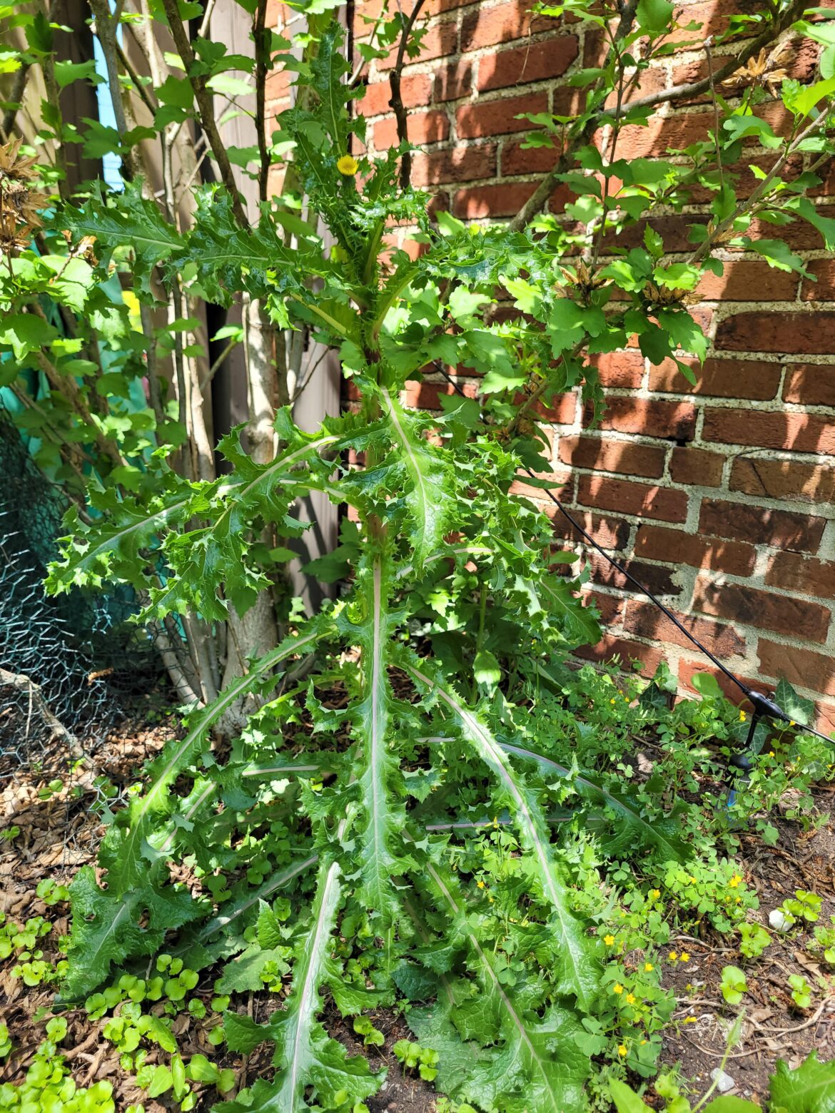 I've never seen a Dandelion more than maybe a foot tall. I had no idea they could get this large.
