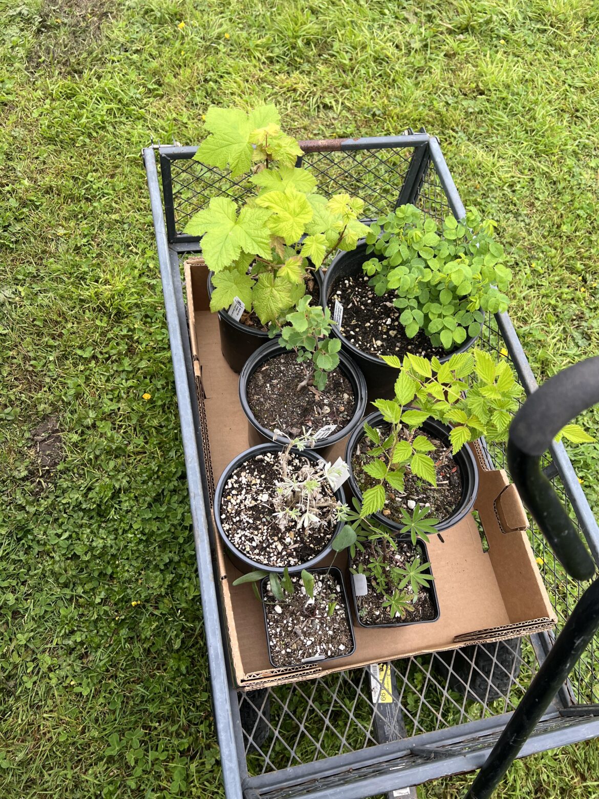 Haul from a native plant nursery :)