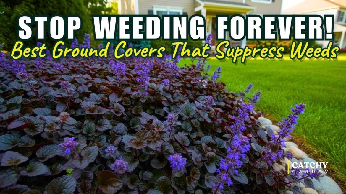 Stop Weeding Forever! Top 5 Ground Covers That Suppress Weeds 🌿🌸 Stop Weeding Forever! Top 5 Ground Covers That Suppress Weeds 🌿🌸