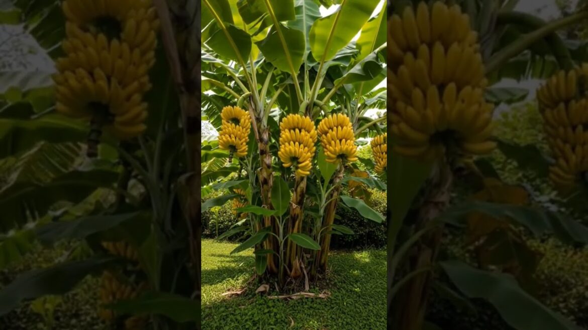 this banana tree is insane #shorts #gardening
