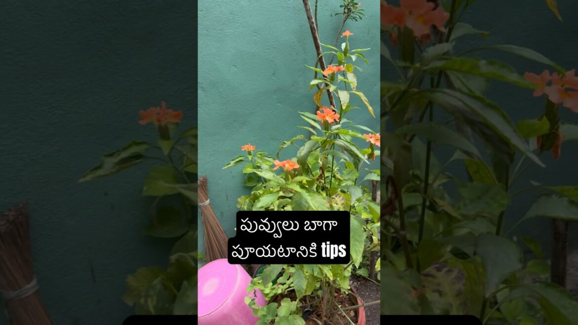 Gardening tips||Tips for Blooming