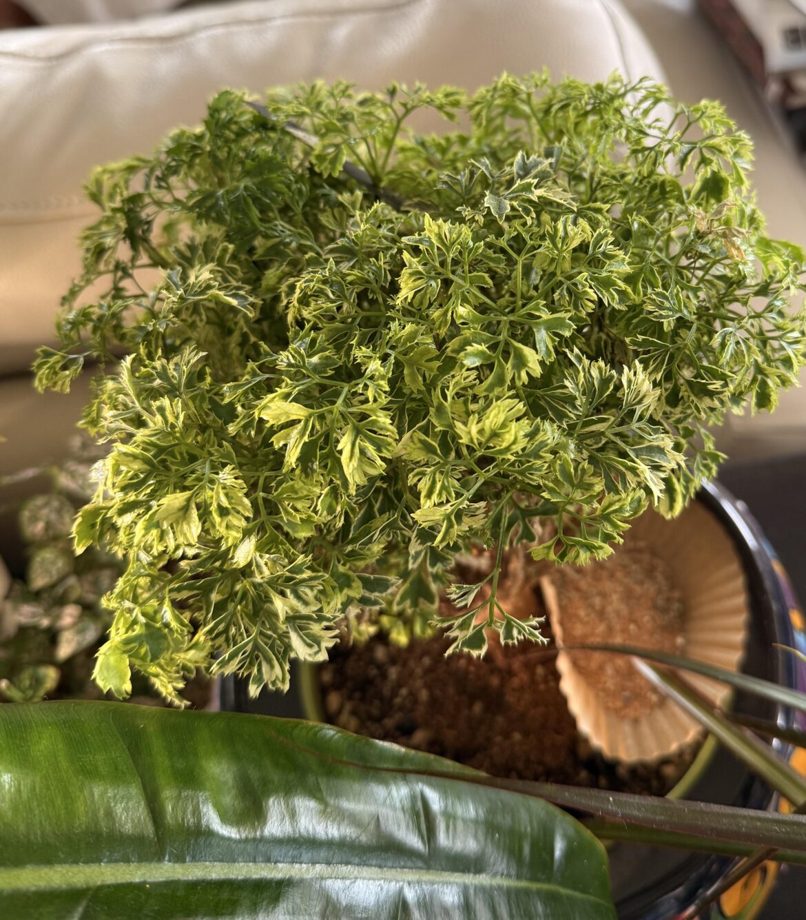 Plant identification