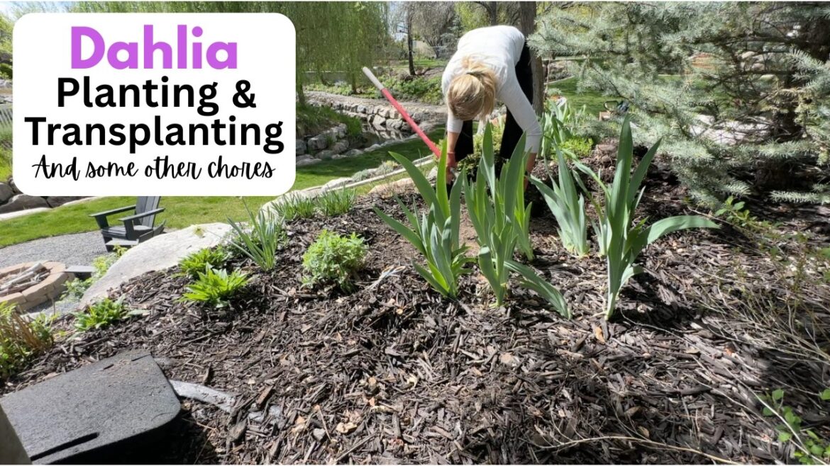 Dahlia’s Planting & Transplanting! And a few other chores Dahlia's Planting & Transplanting! And a few other chores