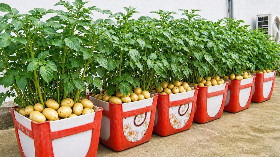 Rooftop Container Garden – Potatoes in Recycled Plastic Chair Rooftop Container Garden – Potatoes in Recycled Plastic Chair