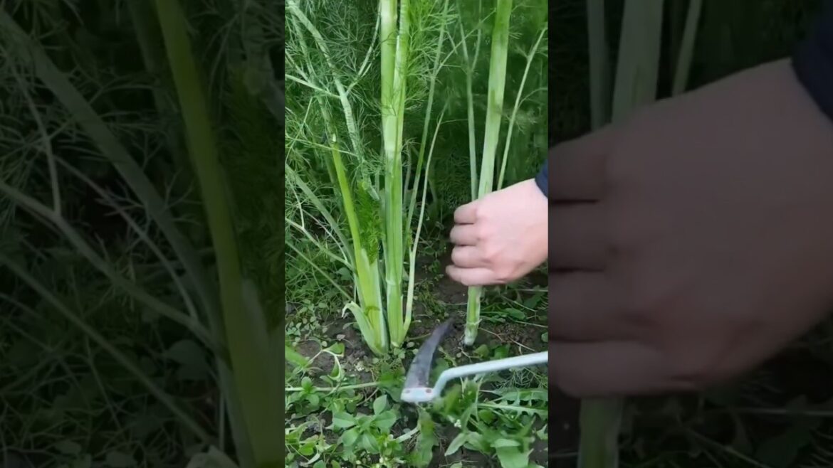 Let’s harvest some greens πΏπ±πΏ #gardening #agriculture #farmer #farming #vegetables Let's harvest some greens πΏπ±πΏ #gardening #agriculture #farmer #farming #vegetables