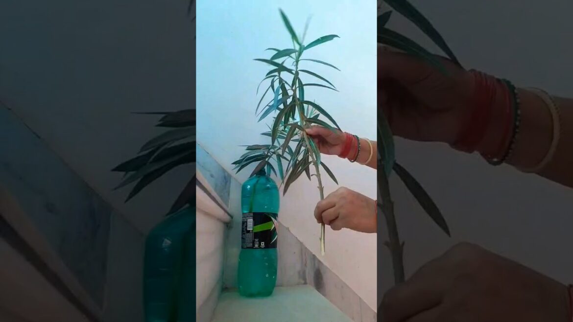 kaner ka paudha#gardening tips and tricks