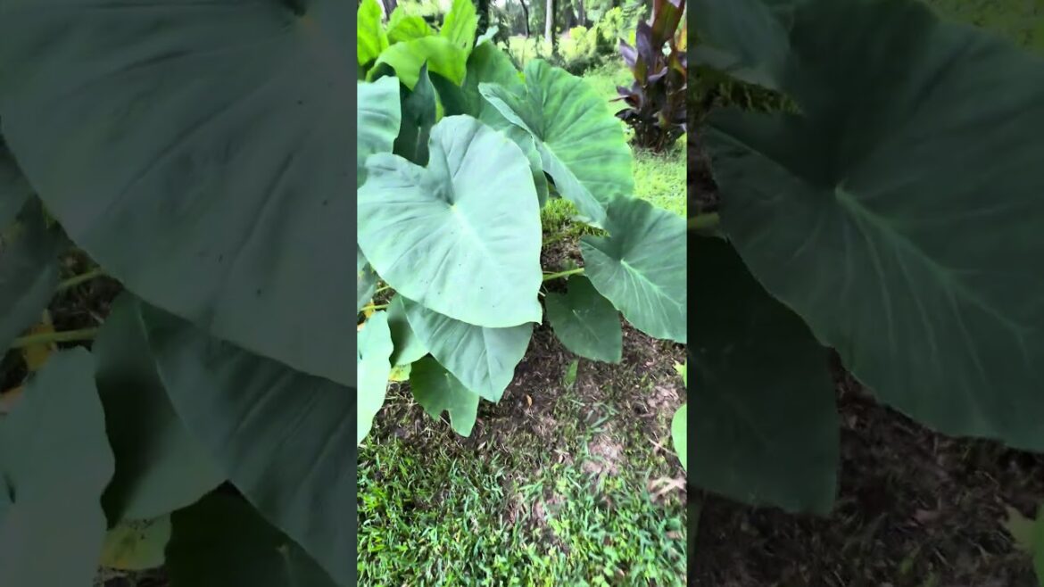 BIGGER Than Me! Mammoth Elephant Ear & Mexican Pepper Leaf 🌿 BIGGER Than Me! Mammoth Elephant Ear & Mexican Pepper Leaf 🌿