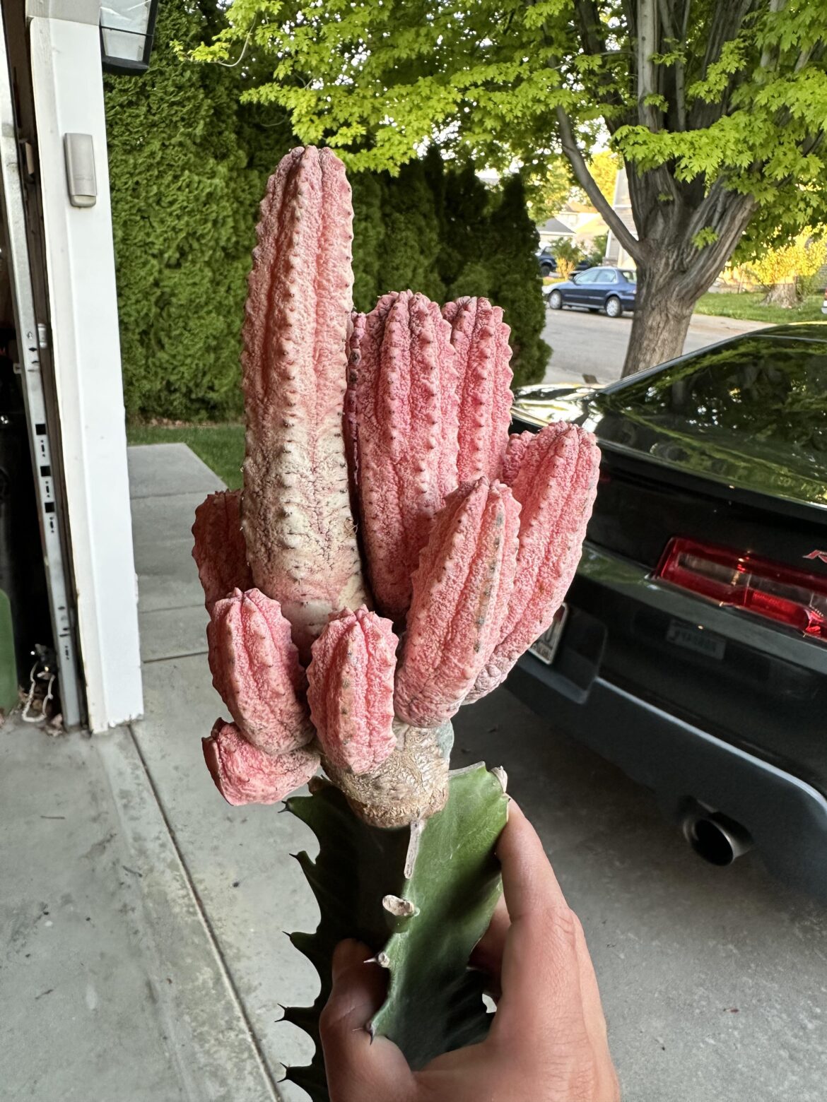 My girlfriend surprised me with this absolute grail plant!