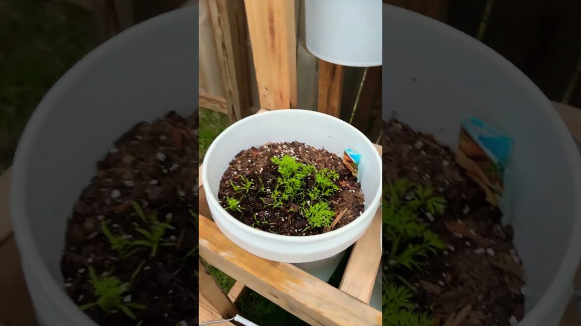 5 gallon container garden
