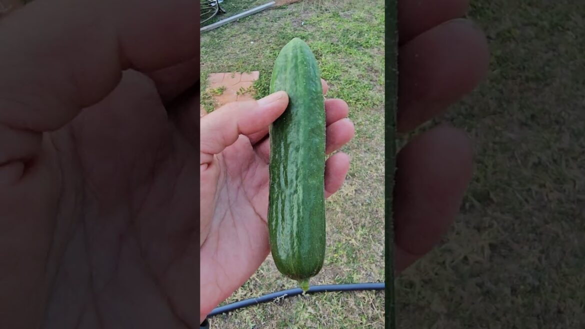 First Cucumber Harvest 🥒 (Container Garden Win) #BestGardenDreams First Cucumber Harvest 🥒 (Container Garden Win) #BestGardenDreams