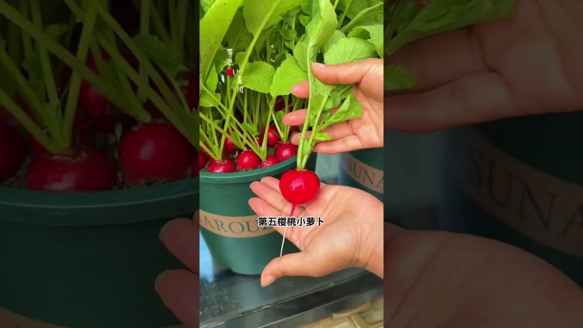Master Flowerpot Vegetable Gardening: Choose the Perfect Variety Master Flowerpot Vegetable Gardening: Choose the Perfect Variety