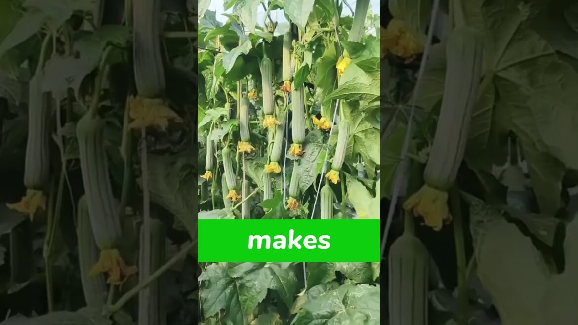 Essential Pruning Techniques for Peppers, Beans & More #gardening #tips #shorts Essential Pruning Techniques for Peppers, Beans & More #gardening #tips #shorts