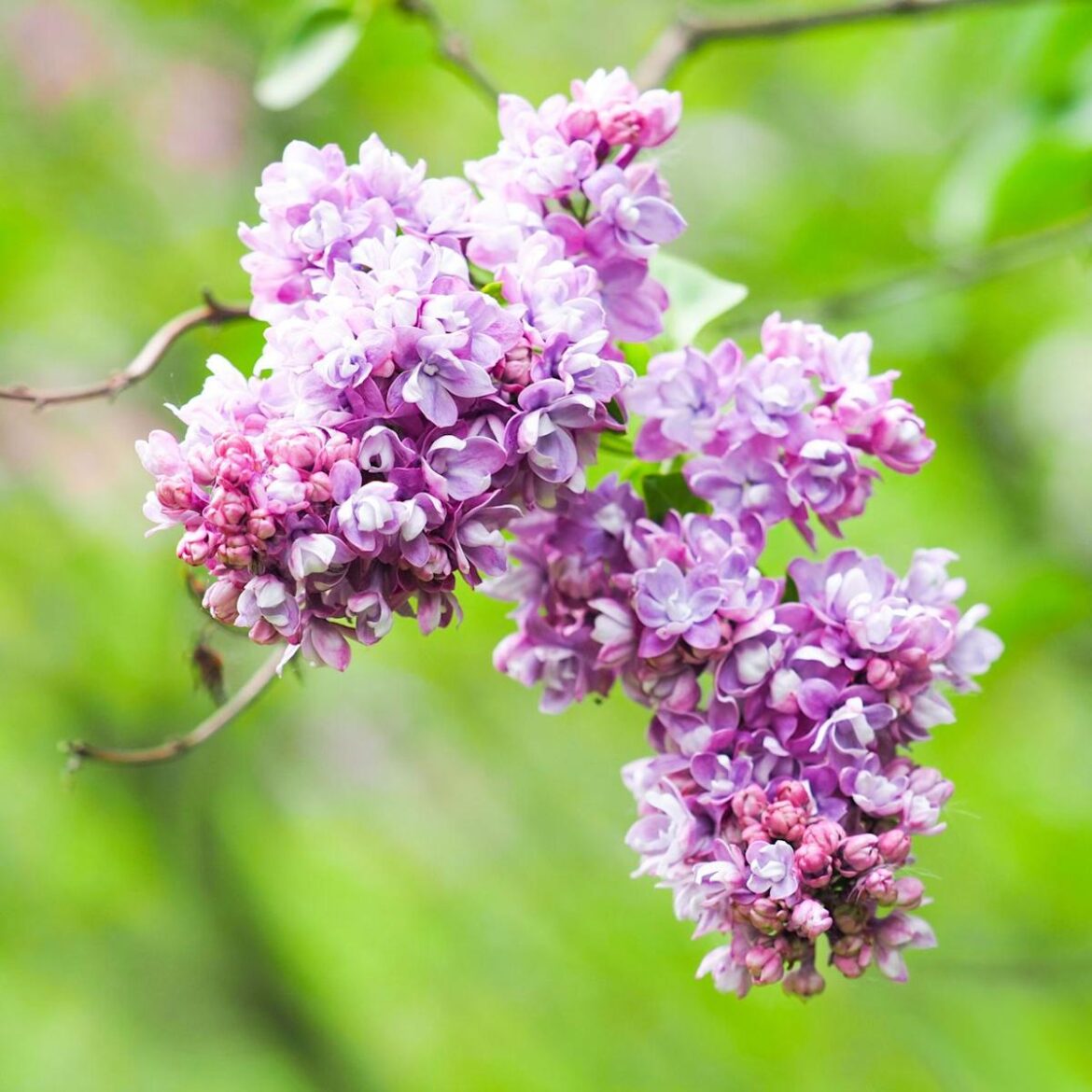This Absolute Unicorn Plant Promises Big Blooms, Fabulous Scent, and Serious Low-Maintenance Beauty This Absolute Unicorn Plant Promises Big Blooms, Fabulous Scent, and Serious Low-Maintenance Beauty