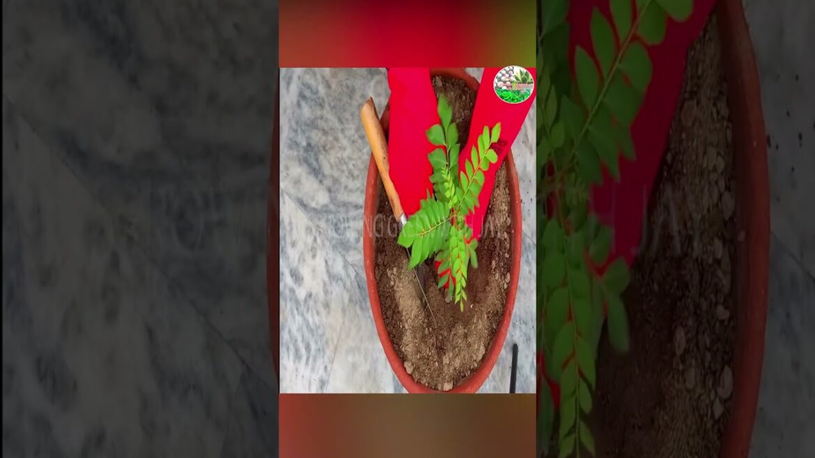 Curry Leaves Plant Guide | Organic Kitchen Garden Tips | Curry Leaf Usages | Growing Green With Jay