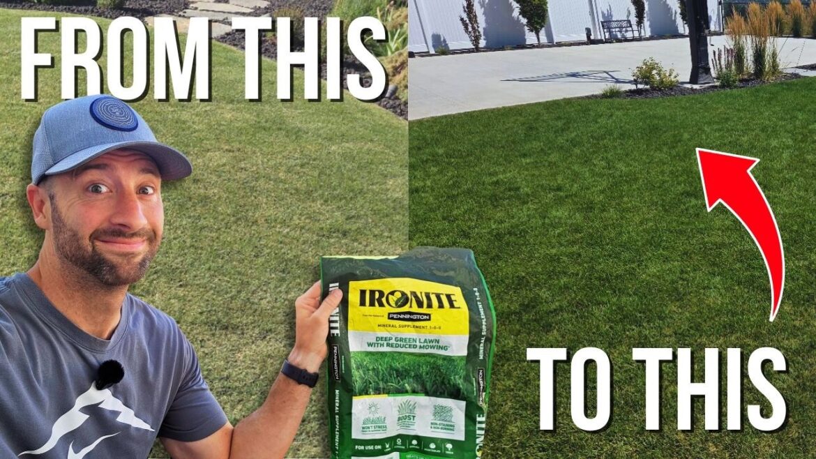 How (and When) to Apply Ironite to Your Lawn to Get SUPER Green Grass! How (and When) to Apply Ironite to Your Lawn to Get SUPER Green Grass!