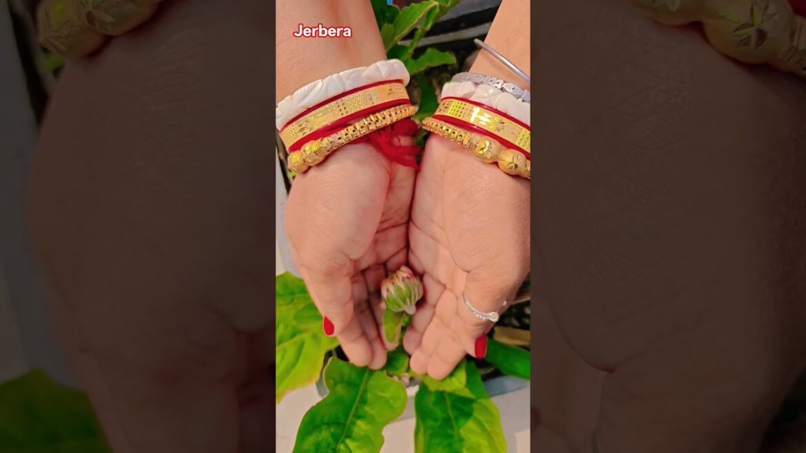 ফুল নিয়ে টিকটক #gardening #youtubeshorts #UpdateGardening #garden #youtubeshort #flowers #rose ফুল নিয়ে টিকটক #gardening #youtubeshorts #UpdateGardening #garden #youtubeshort #flowers #rose