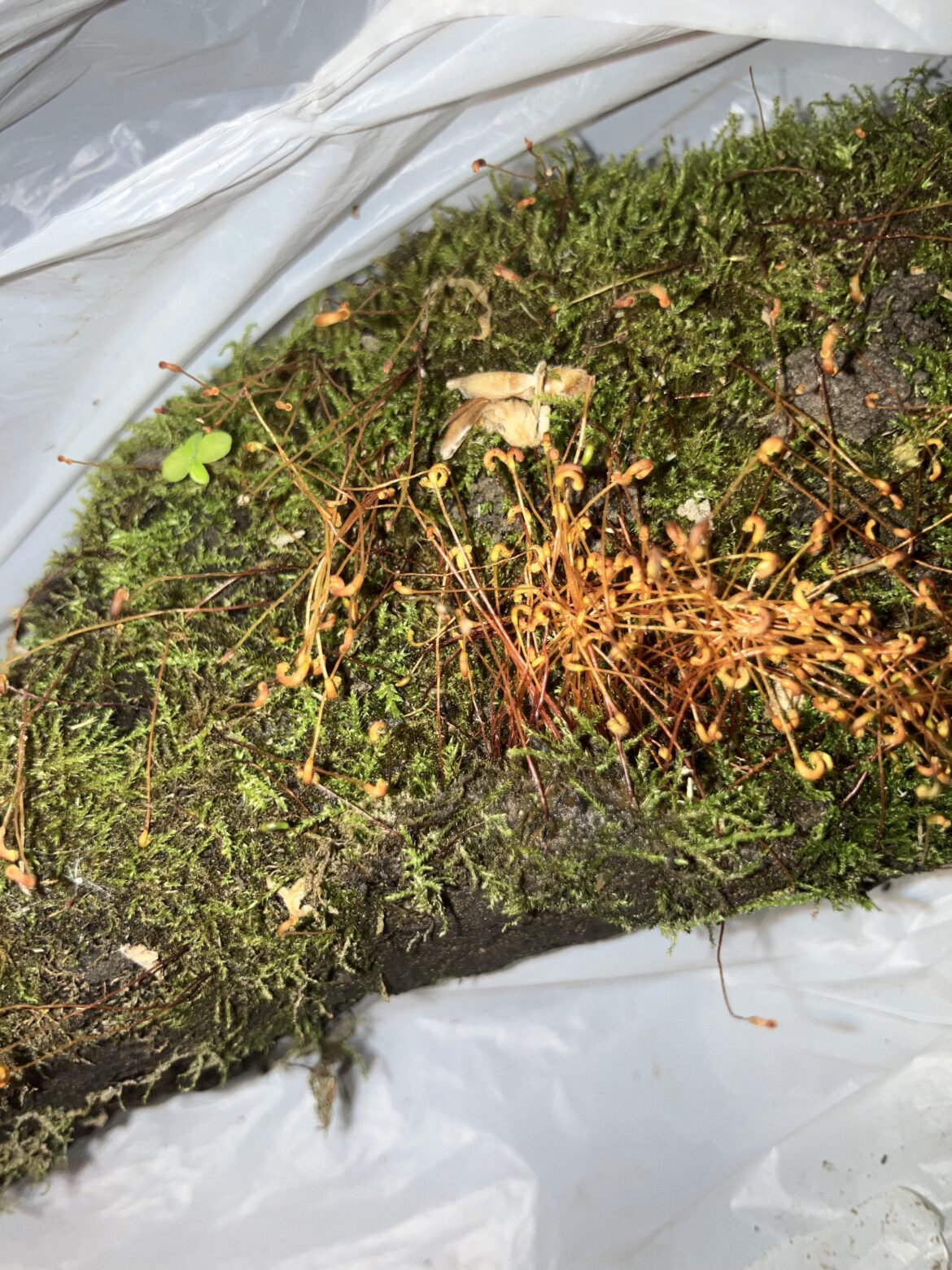 is this moss aquarium safe?