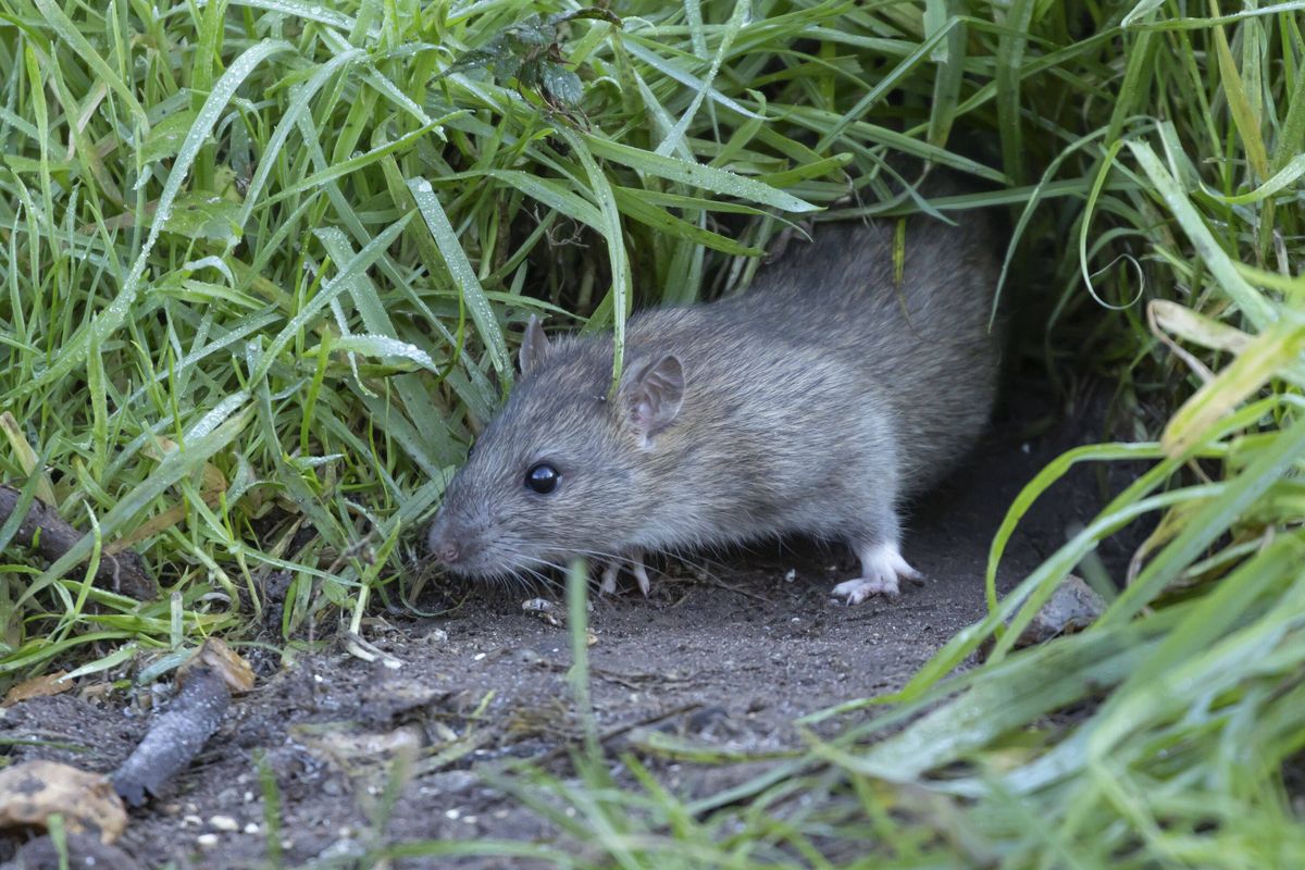 Brown rat