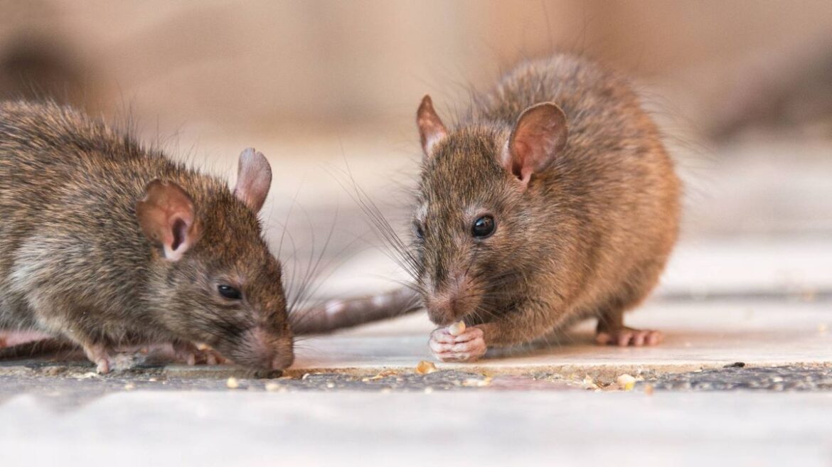 Rats will only stay away from your garden if you take care of one crucial thing Daily Mirror