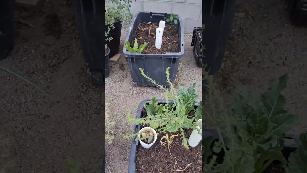 The container garden update.  Tomatoes are being harvested everyday now and thays pretty cool 😎