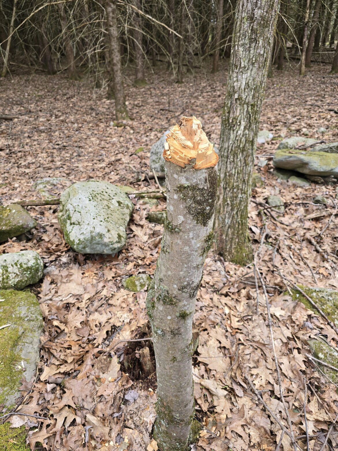 Any idea what cut down this tree?