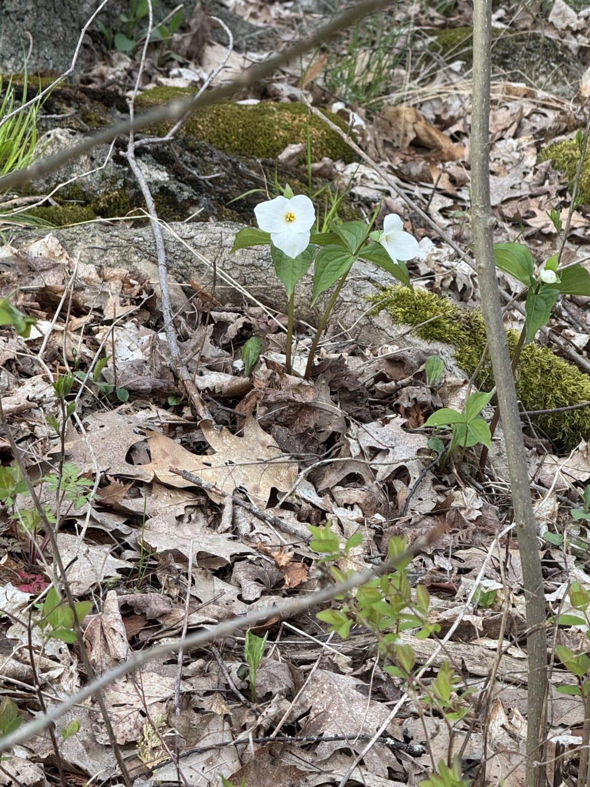 What is this flower? What is this flower?