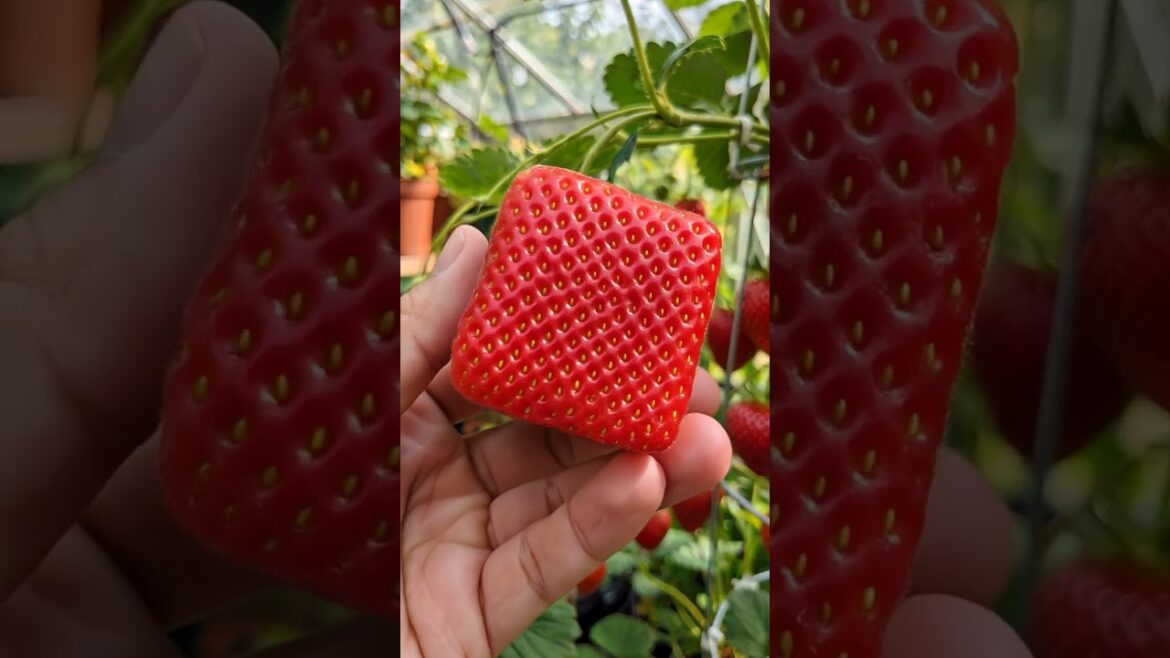 Custom-Shaped Strawberry โ Creative Garden Project for Summer Harvest๐ Custom-Shaped Strawberry โ Creative Garden Project for Summer Harvest๐
