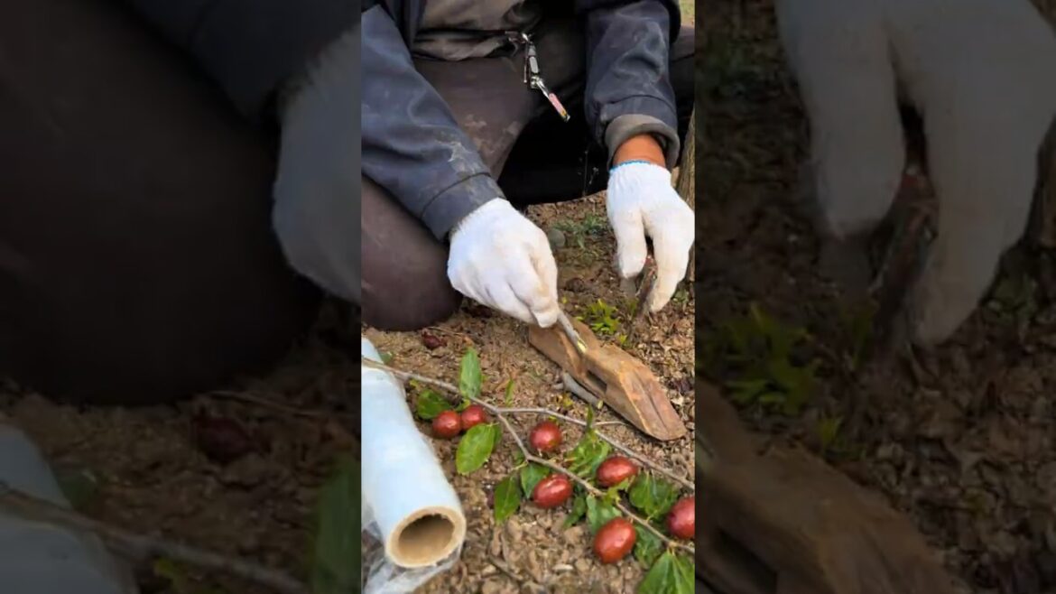 Simple but Highly Effective Jujube Grafting Method Using Basic Tools (Hidden Technique) #farminglife