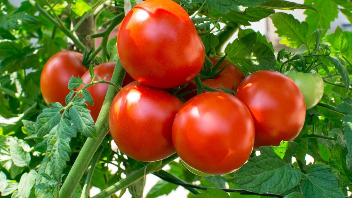 Tomato plants will ‘grow faster and give bigger harvests’ if you add 1 kitchen scrap to water Daily Mirror