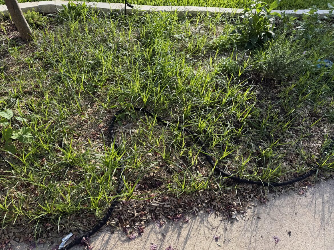 Give it to me straight, Doc. Am I just a sedge farmer now? Give it to me straight, Doc. Am I just a sedge farmer now?