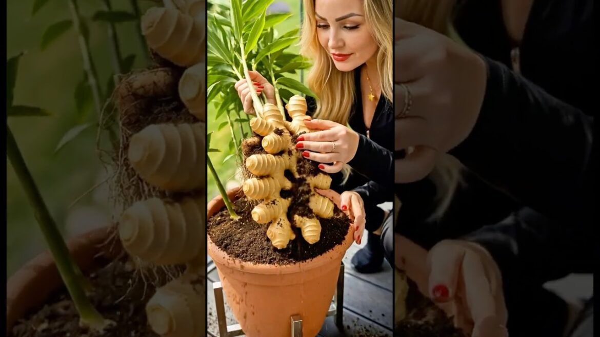 Easy DIY Garden Ideas to Grow Ginger in Containers at Home 🫚🫚🫚