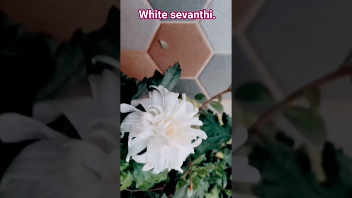 white sevanthi #trending #fashion trends #yt #gardening #duet #sonu nigam#reels #shorts viral