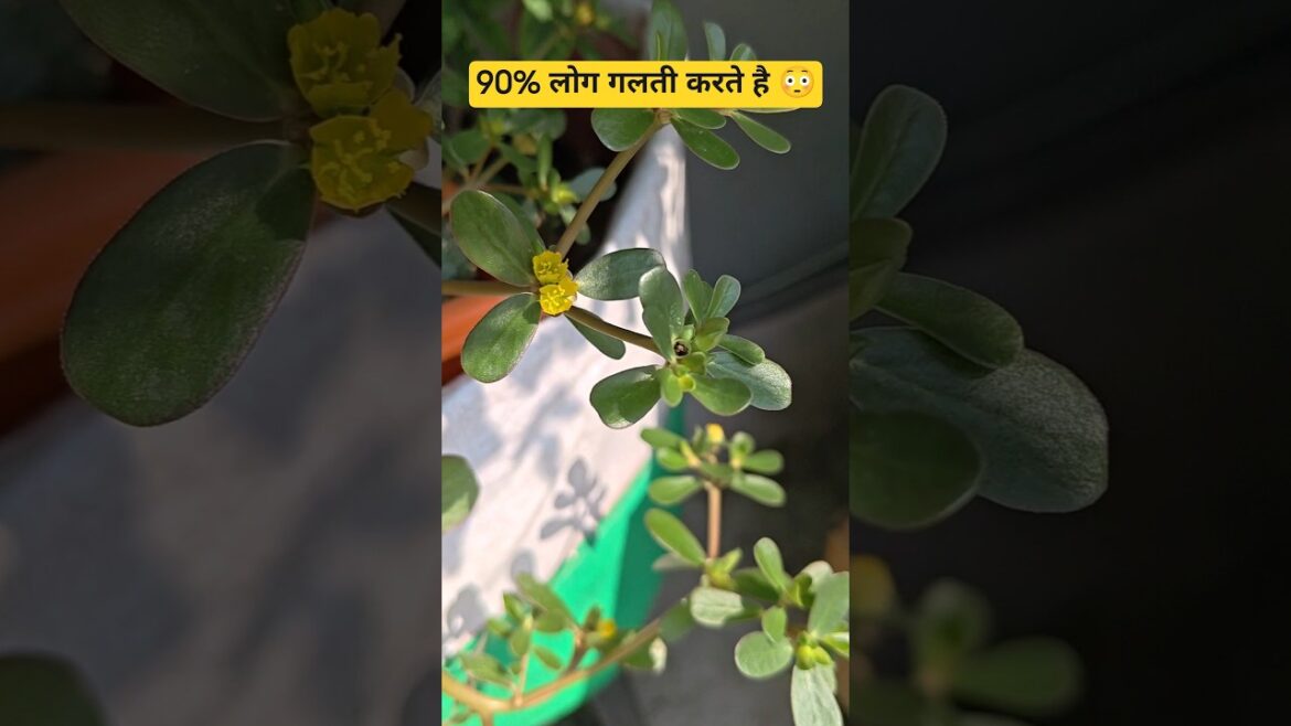 Kulfa Plant Benefits 😳 | 90% लोग इसे घास समझते हैं, ये है Omega-3 का खजाना! #shorts